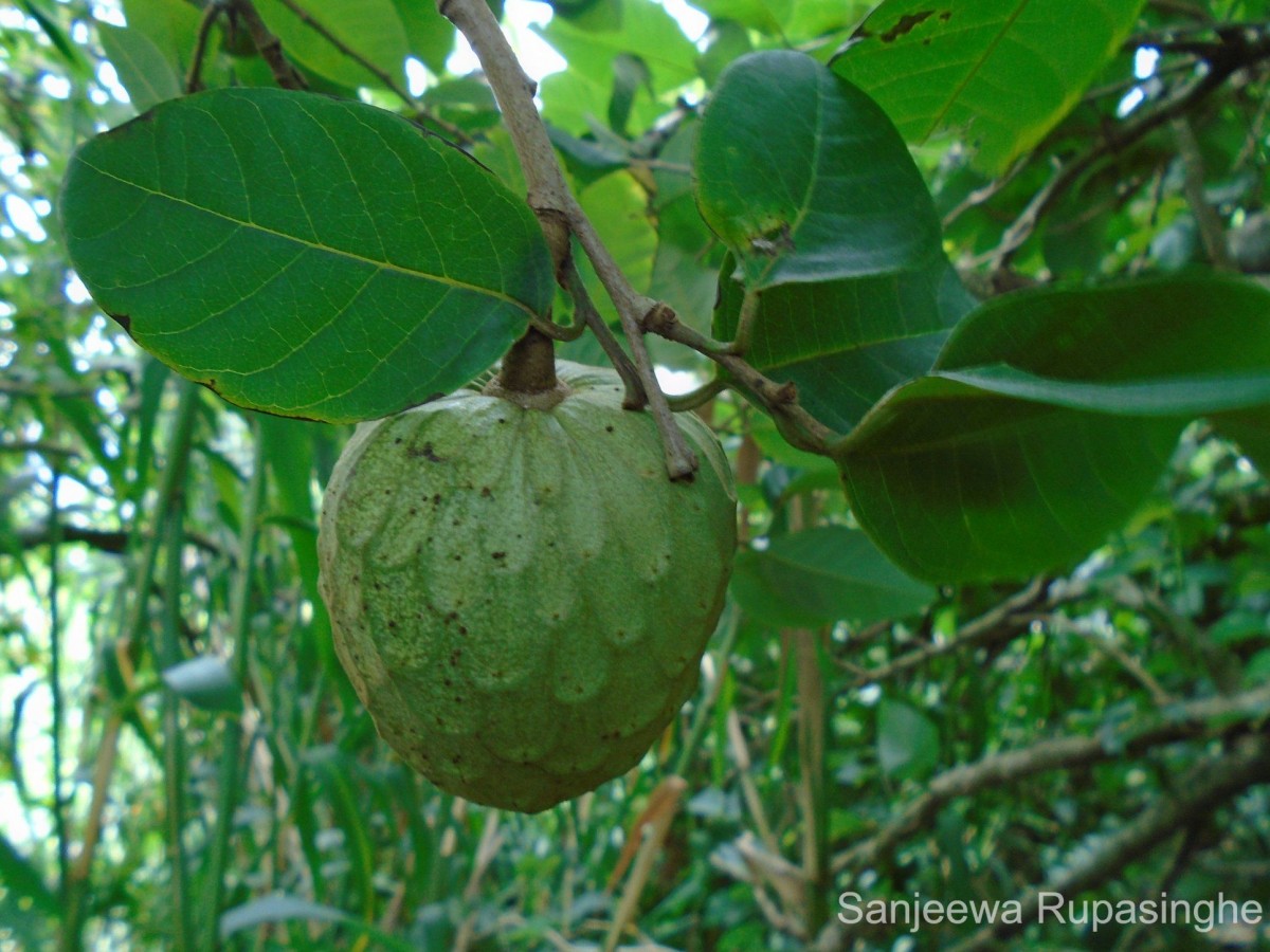 Annona reticulata L.